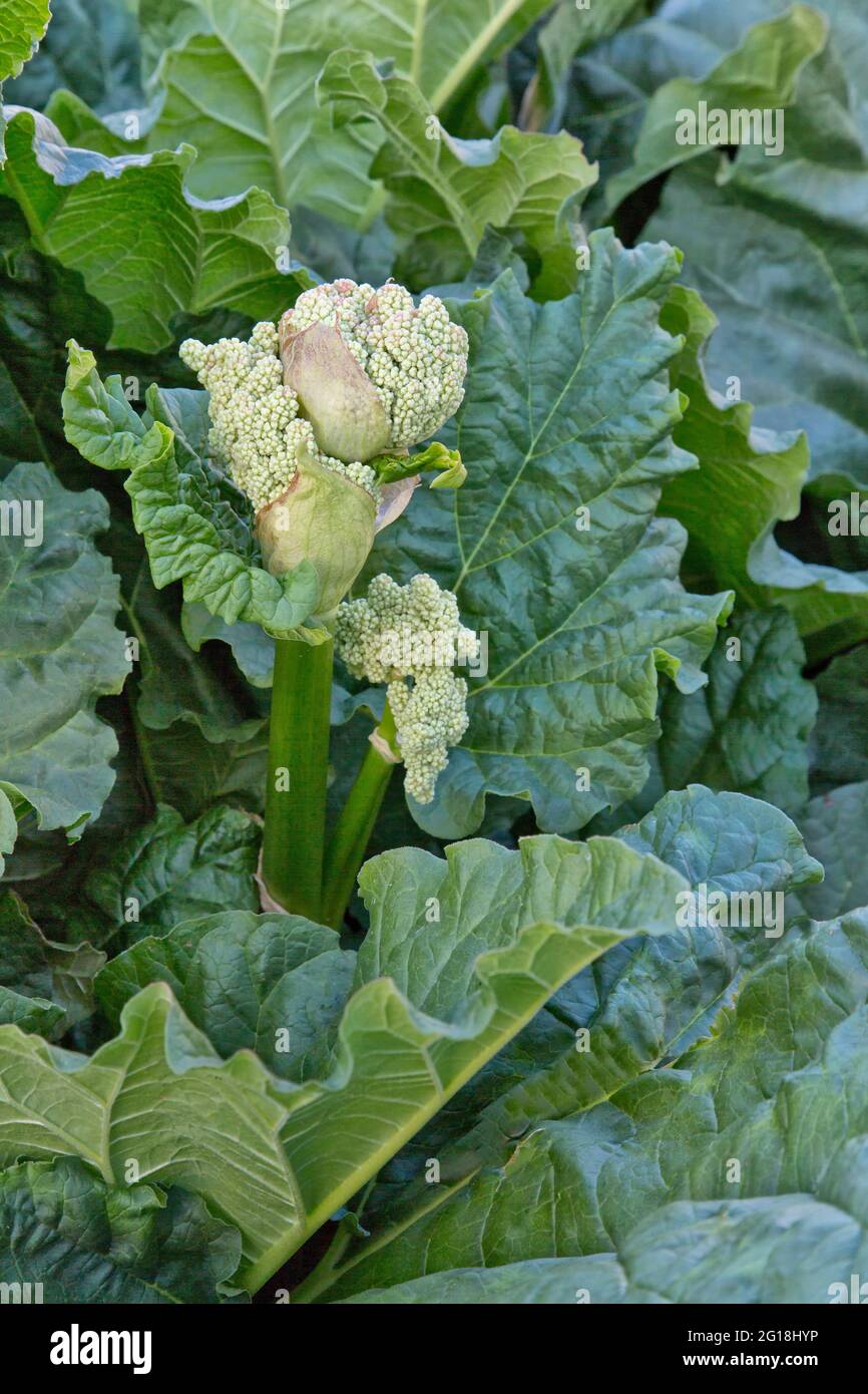 Rhubarb 'Rheum rhabarbarum' floraison, culture de légumes dans le jardin. Banque D'Images