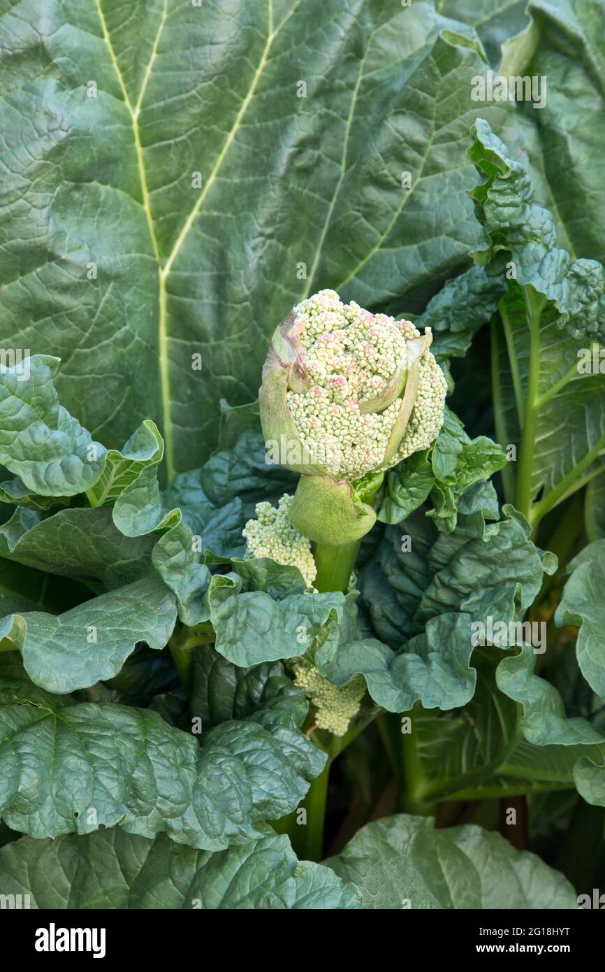 Floraison Rhubarb 'Rheum rhabarbarum' , culture de légumes dans le jardin. Banque D'Images