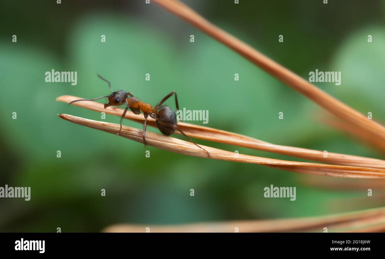 Fourmis de bois, formica sur aiguille de pin Banque D'Images