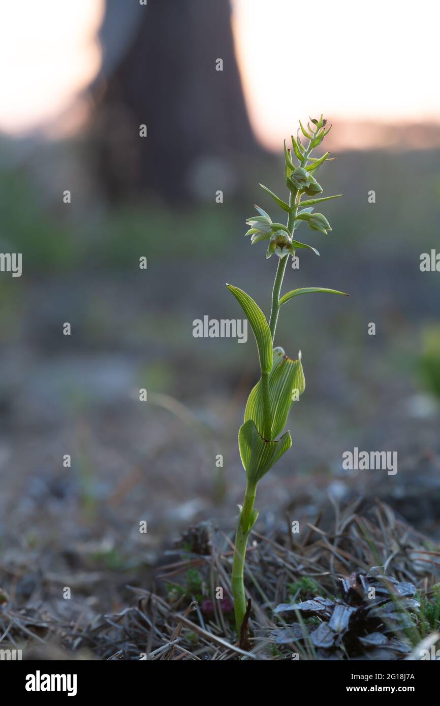 Helléborine à feuilles larges, Epipactis helléborine dans le milieu naturel Banque D'Images