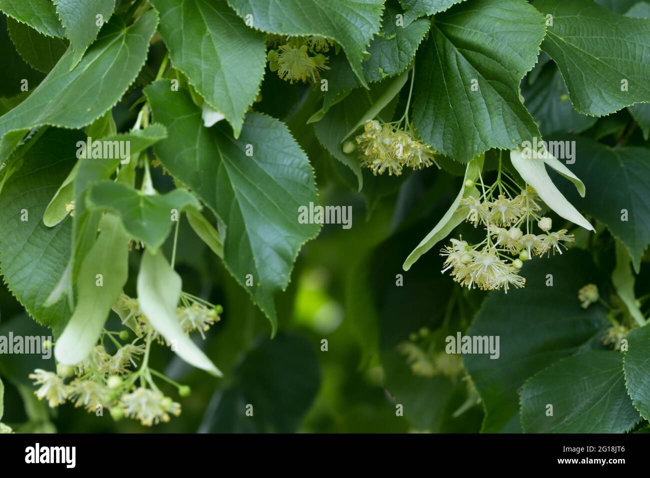 Gros plan sur la chaux en fleur en été Banque D'Images
