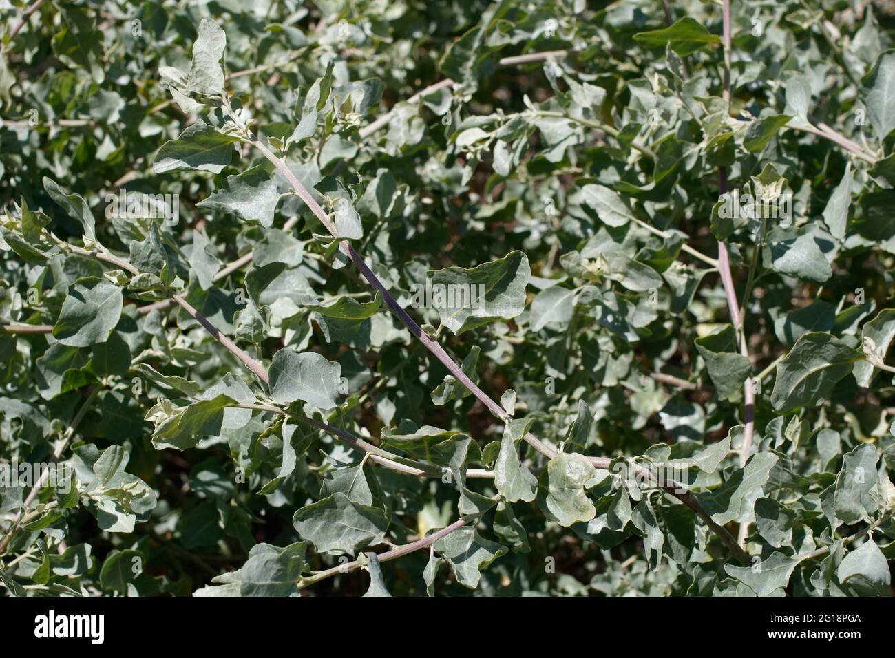 Les feuilles de Big Saltbush, Atriplex Lentiformis, Amaranthaceae, sont tronquées à l'extrémité distale, et sont originaires des montagnes de Santa Monica, à Springtime. Banque D'Images