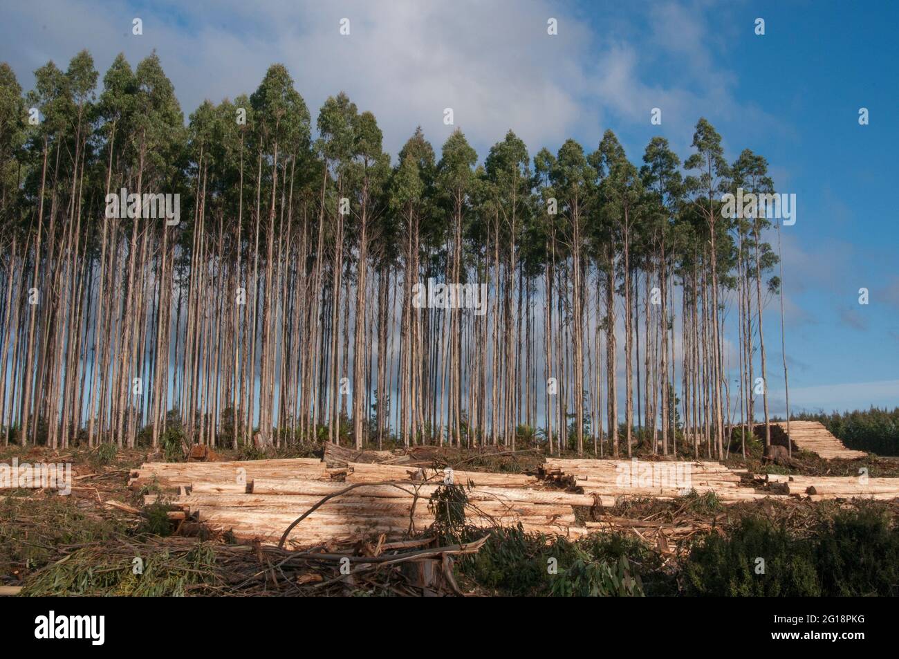 Plantation forestière d'eucalyptus près de Waratah, dans le nord-ouest de la Tasmanie, en Australie. Banque D'Images