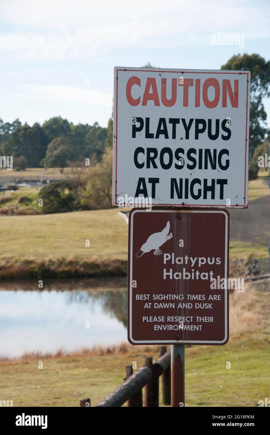 Habitat de ornithorynques au lac Waratah dans la ville historique de Waratah, au nord-ouest de la Tasmanie, en Australie. Banque D'Images