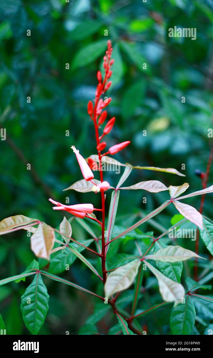 Amargo ou genteng peujit plante dans le jardin. Également connu sous le nom de Quassia amara. Banque D'Images