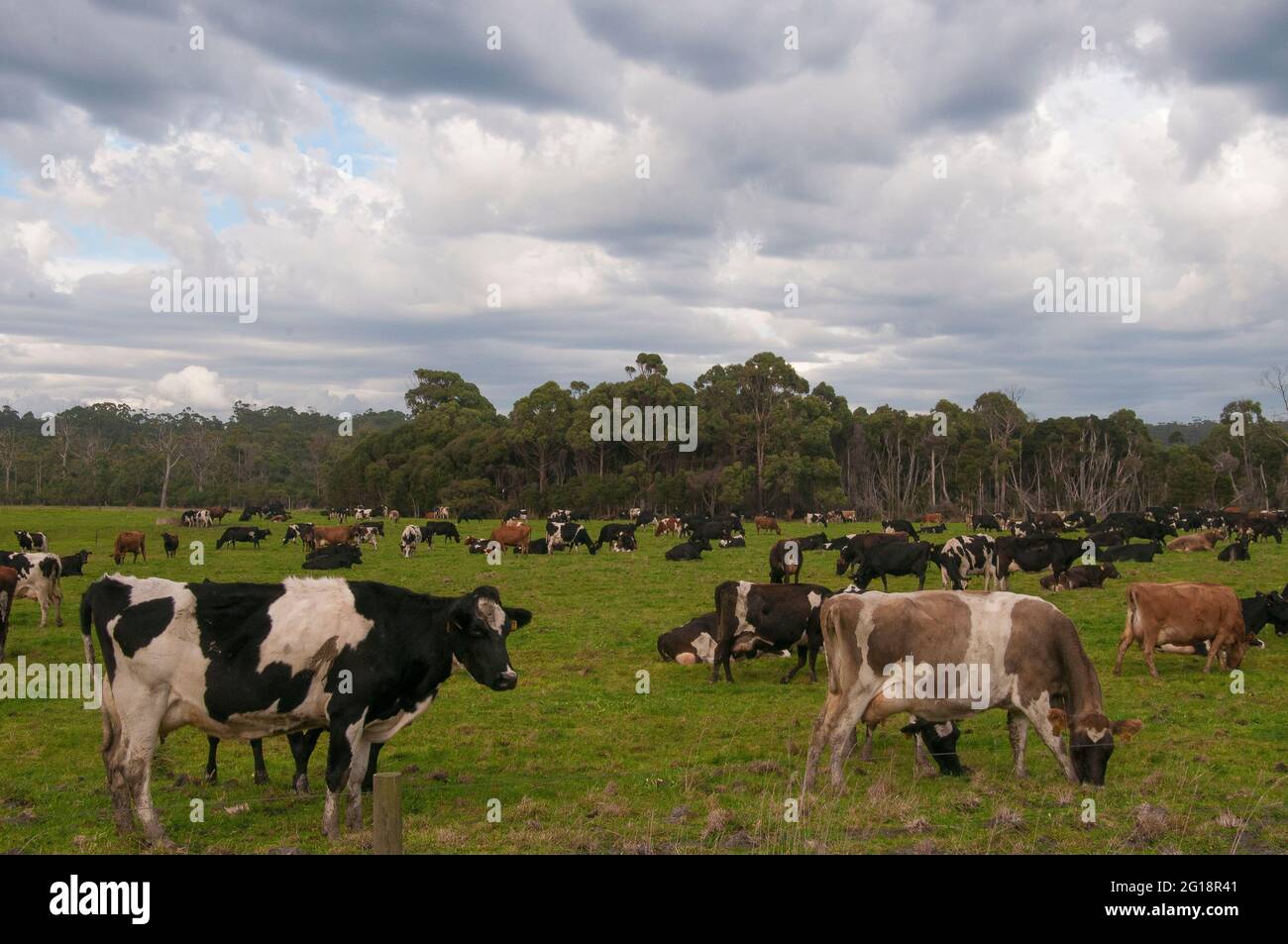 Bétail laitier paissant dans des pâturages fertiles sur fond de forêt humide d'eucalyptus tempéré, dans le nord-ouest de la Tasmanie, en Australie Banque D'Images