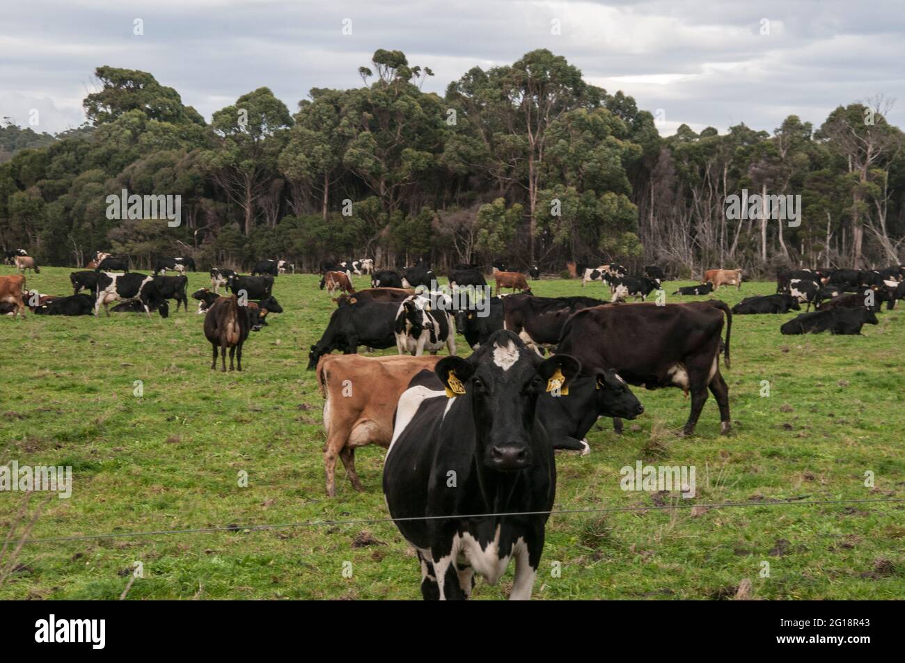 Bétail laitier paissant dans des pâturages fertiles sur fond de forêt humide d'eucalyptus tempéré, dans le nord-ouest de la Tasmanie, en Australie Banque D'Images