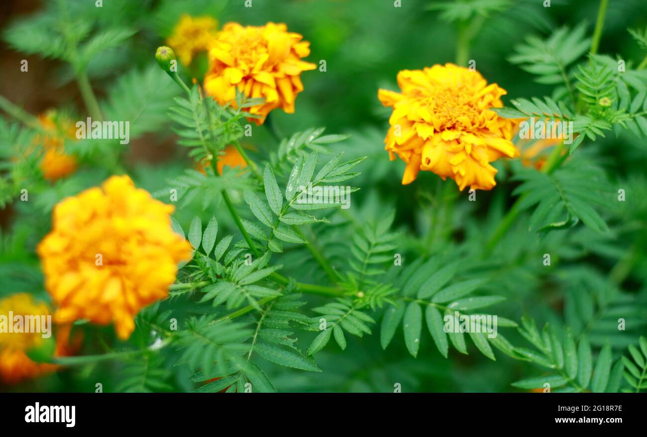 Marigold mexicain ou marigold aztèque dans le jardin. Tagetes erecta Linn. Banque D'Images