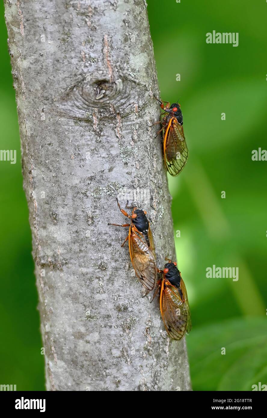 Nanticoke, États-Unis. 05e juin 2021. Brood X également connu comme la grande couvée orientale Cicada vu en Pennsylvanie. Tous les 17 ans, bromod X cigadas sortent du sol pour s'accoupler et mourir. (Photo par Aimee Dilger/SOPA Images/Sipa USA) crédit: SIPA USA/Alay Live News Banque D'Images