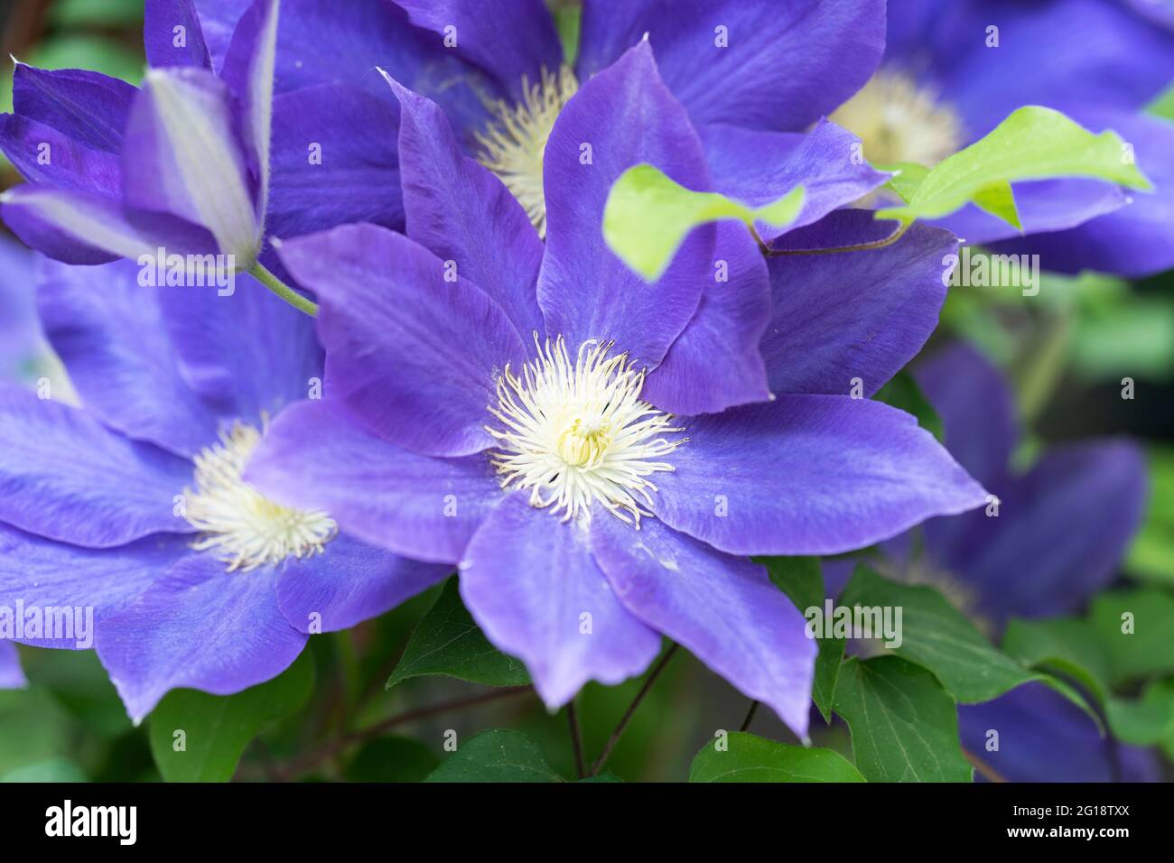 Purple Clematis Jackmanii, fleurs, grimpeurs de jardin Banque D'Images
