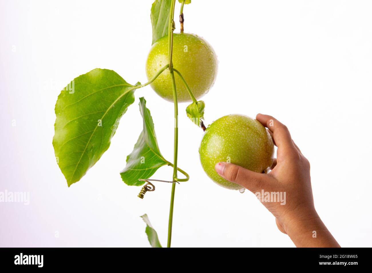 Une main d'enfant, plucking Green fruit de la passion de la vigne avec fond blanc texturé, isolé. Banque D'Images