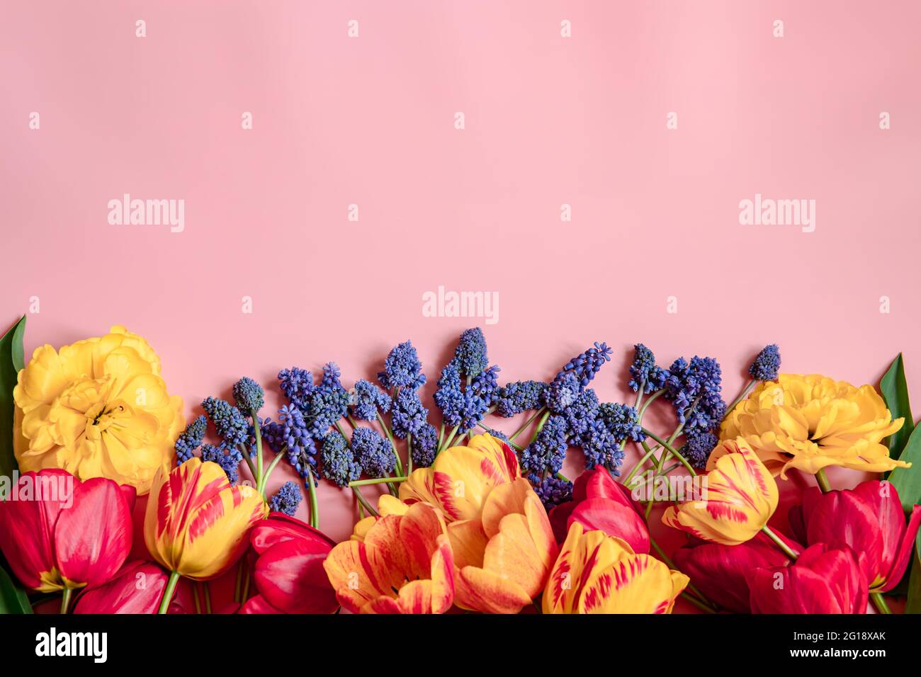 Composition printanière créative avec fleurs Muscari et tulipes étalées sur la surface. Banque D'Images