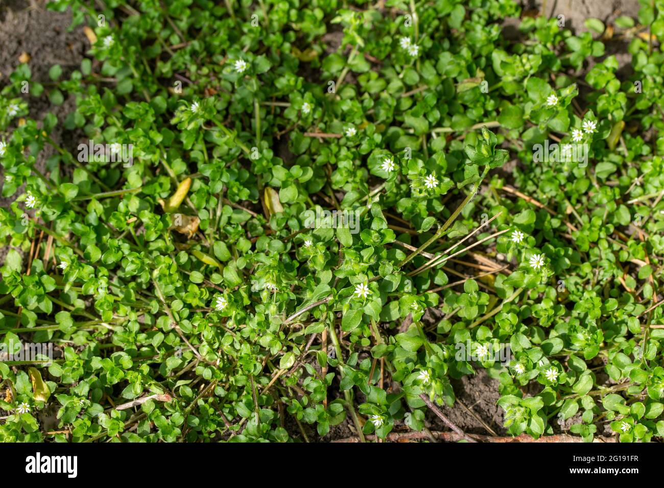 Vue d'arrière-plan pleine texture des fleurs de mauvaises herbes (milieux Stellaria) avec de minuscules fleurs blanches et des feuilles vertes comestibles Banque D'Images