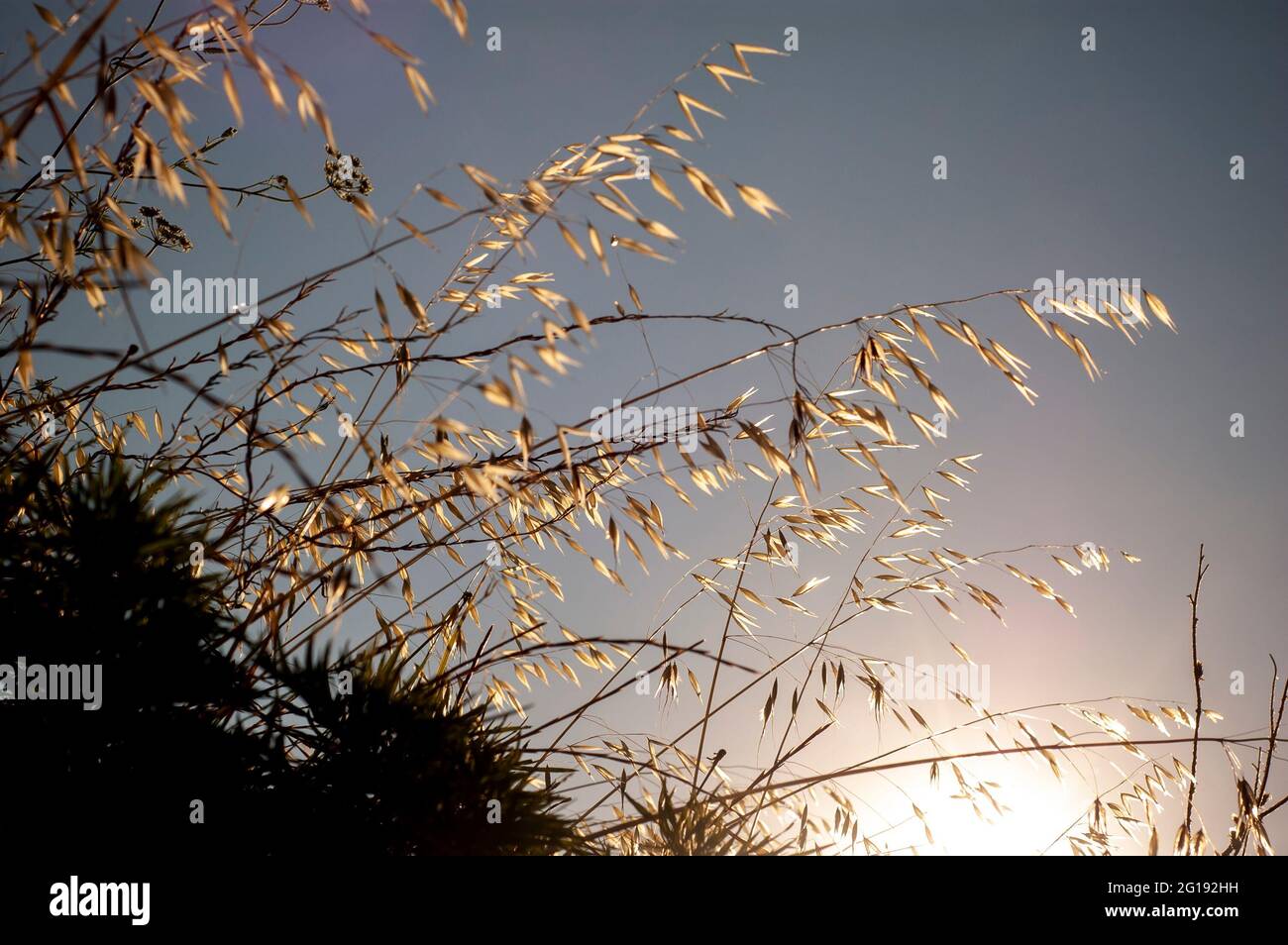 Magnifique fond d'herbe sèche et apaisante. Vue sur l'herbe sèche au lever du soleil Banque D'Images