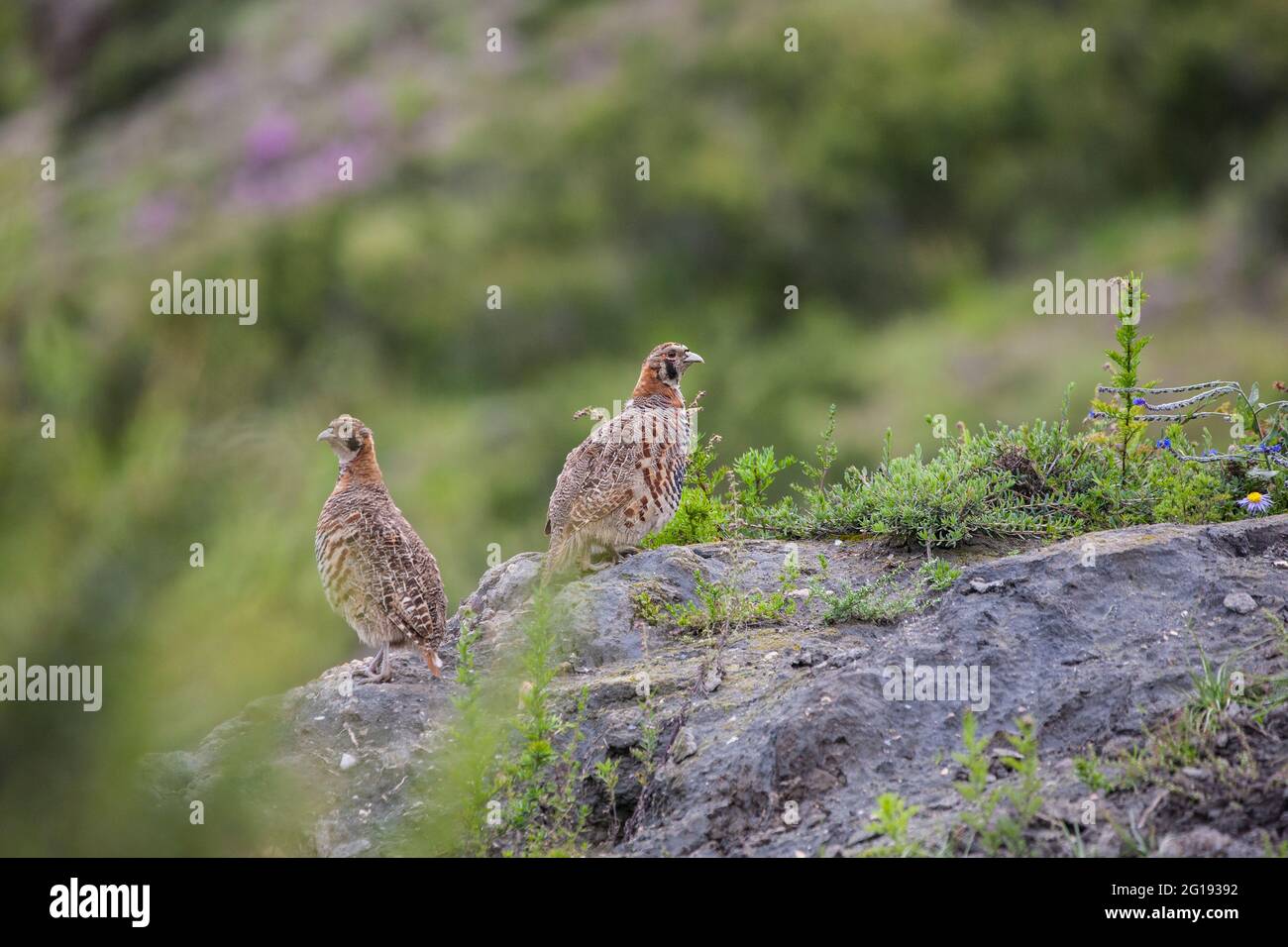 Perdix hodgsoniae près du village de Drakmar, au Népal, à environ 3600m. Banque D'Images