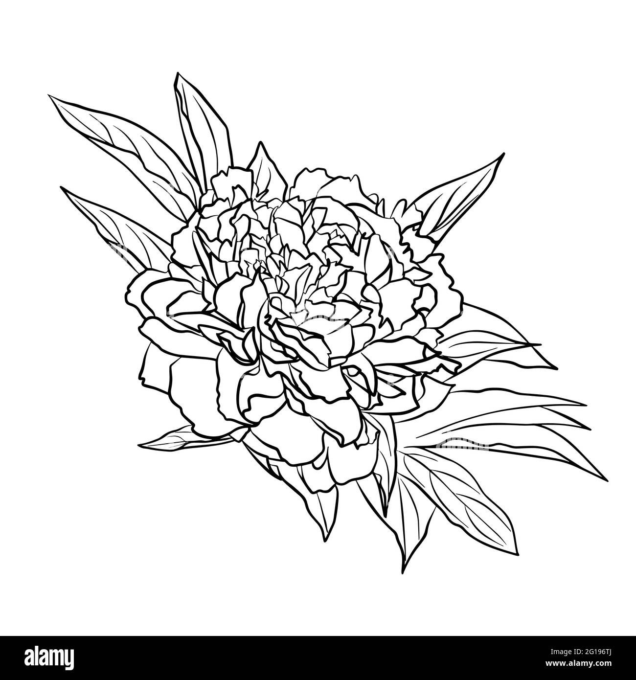 Le contour d'un bourgeon de pivoine. Clipart vecteur isolé. Motif botanique monochrome dessiné à la main minimal. Illustration de Vecteur Le contour d'un bourgeon de pivoine. Clipart vecteur isolé. Motif botanique monochrome dessiné à la main minimal. Illustration de Vecteur