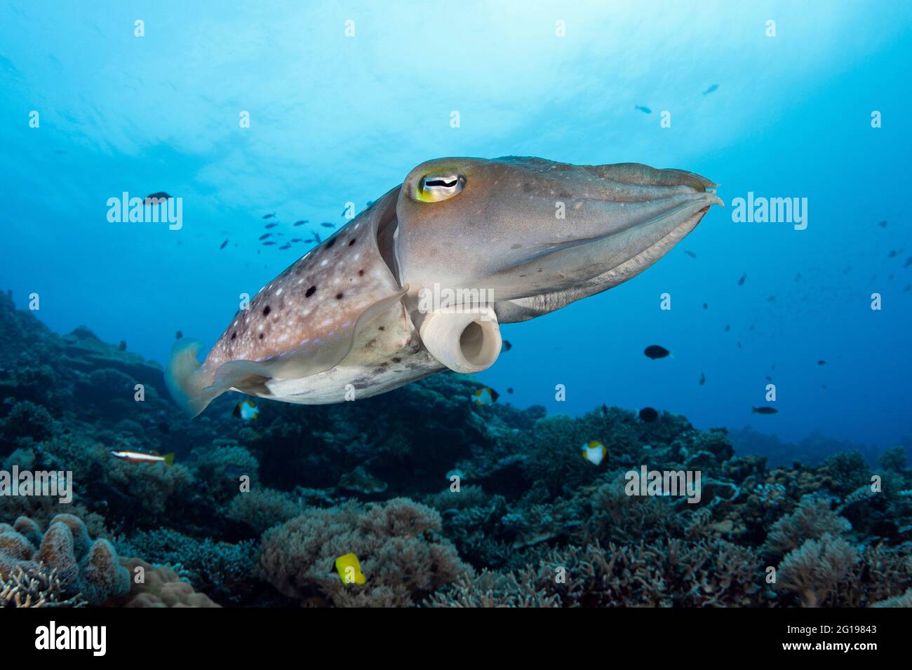 Broadclub la seiche, Sepia latimanus, Micronésie, Palau Banque D'Images