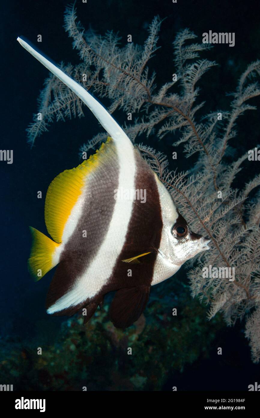 Langriers, Heniochus acuminatus, Siaes tunnel, Micronésie, Palaos Banque D'Images