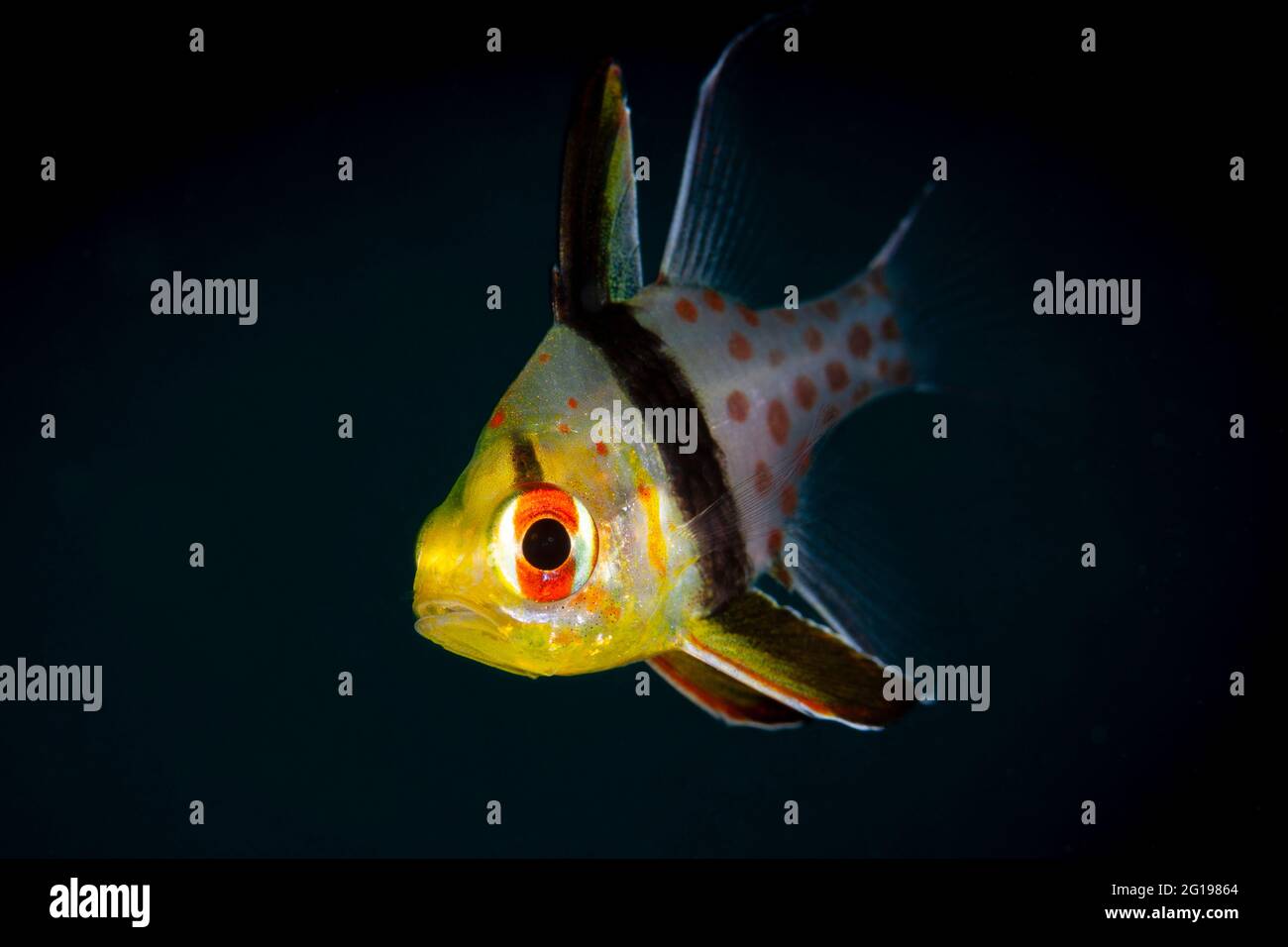 Sphaeramia nematoptera Cardinalfish, pyjama, Micronésie, Palau Banque D'Images