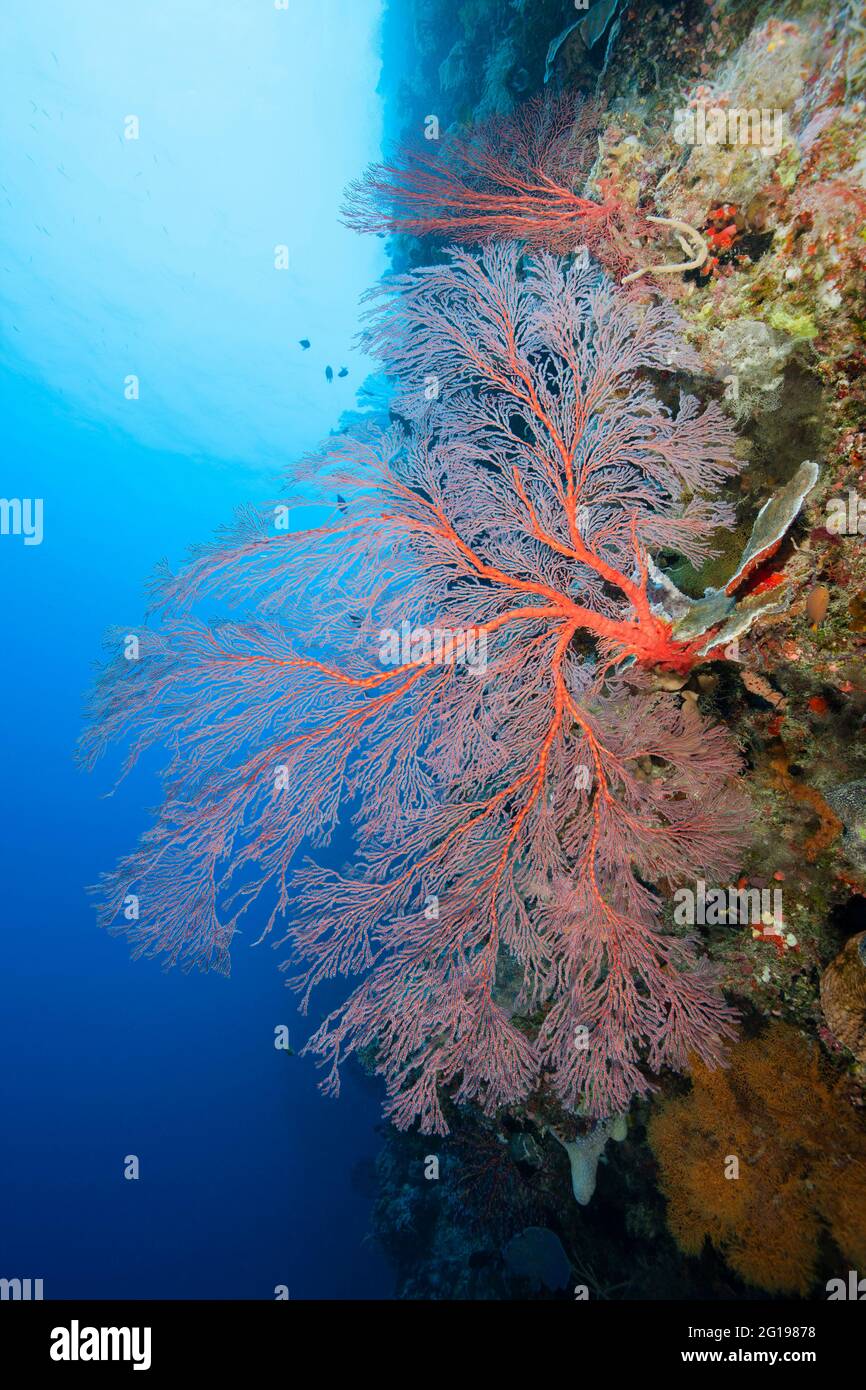 Récif avec ventilateur de mer, Melithaea, mur de Peliu, Micronésie, Palaos Banque D'Images