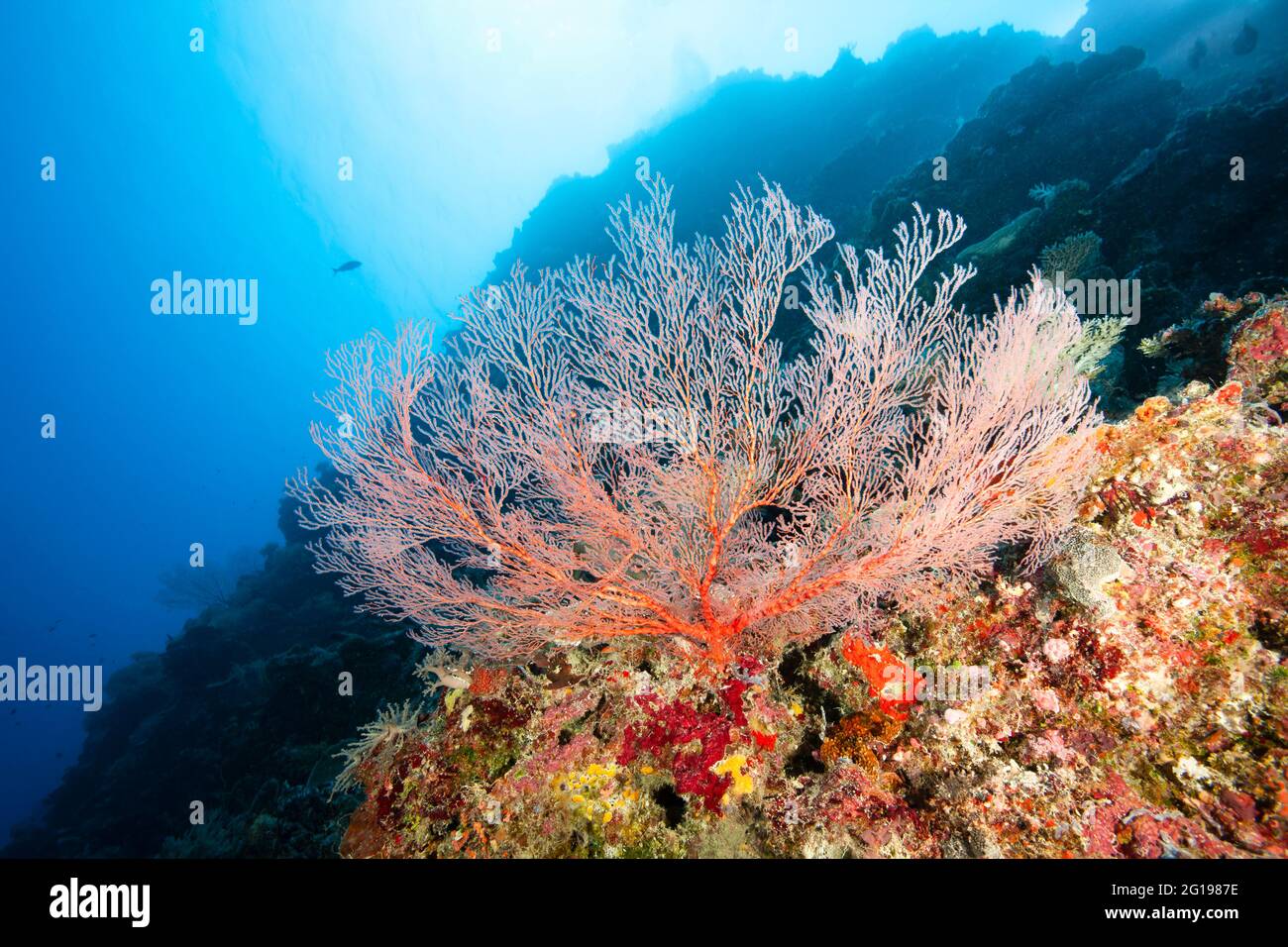 Récif avec ventilateur de mer, Melithaea, mur de Peliu, Micronésie, Palaos Banque D'Images