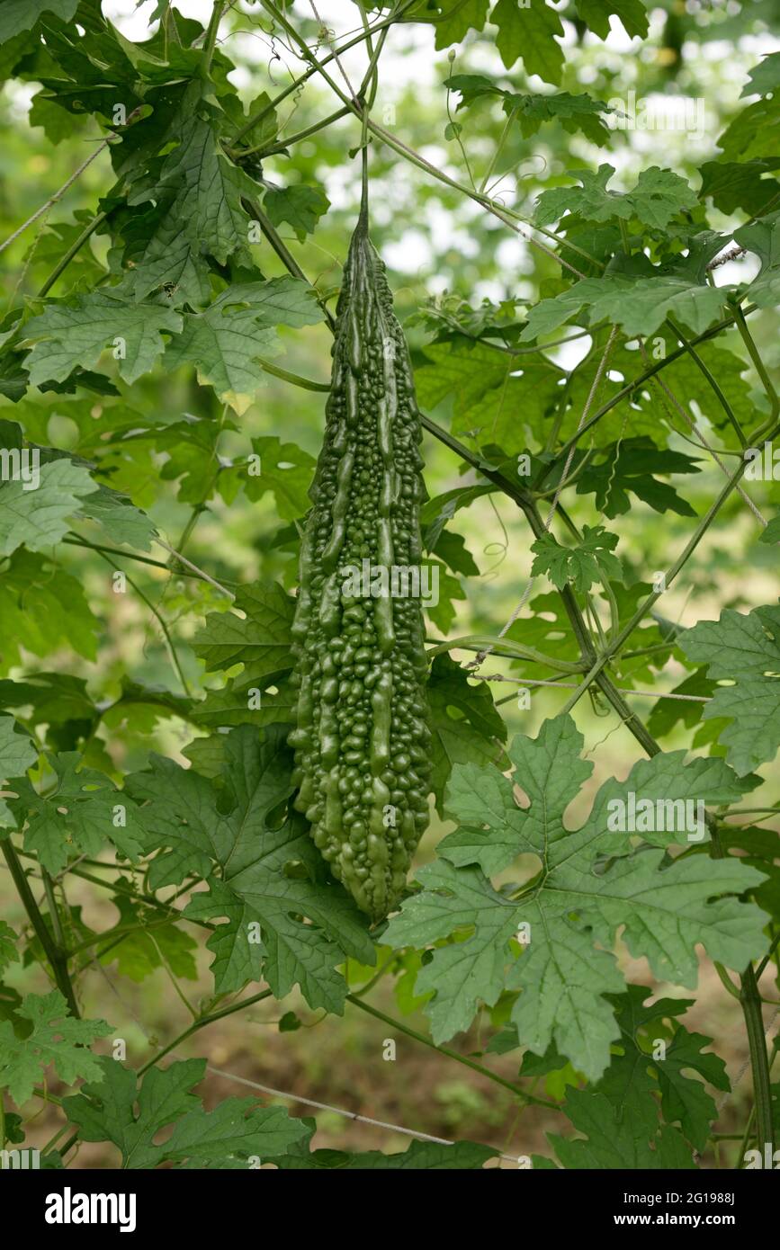 Gros plan Gourd vert amer champ de légumes frais. Banque D'Images