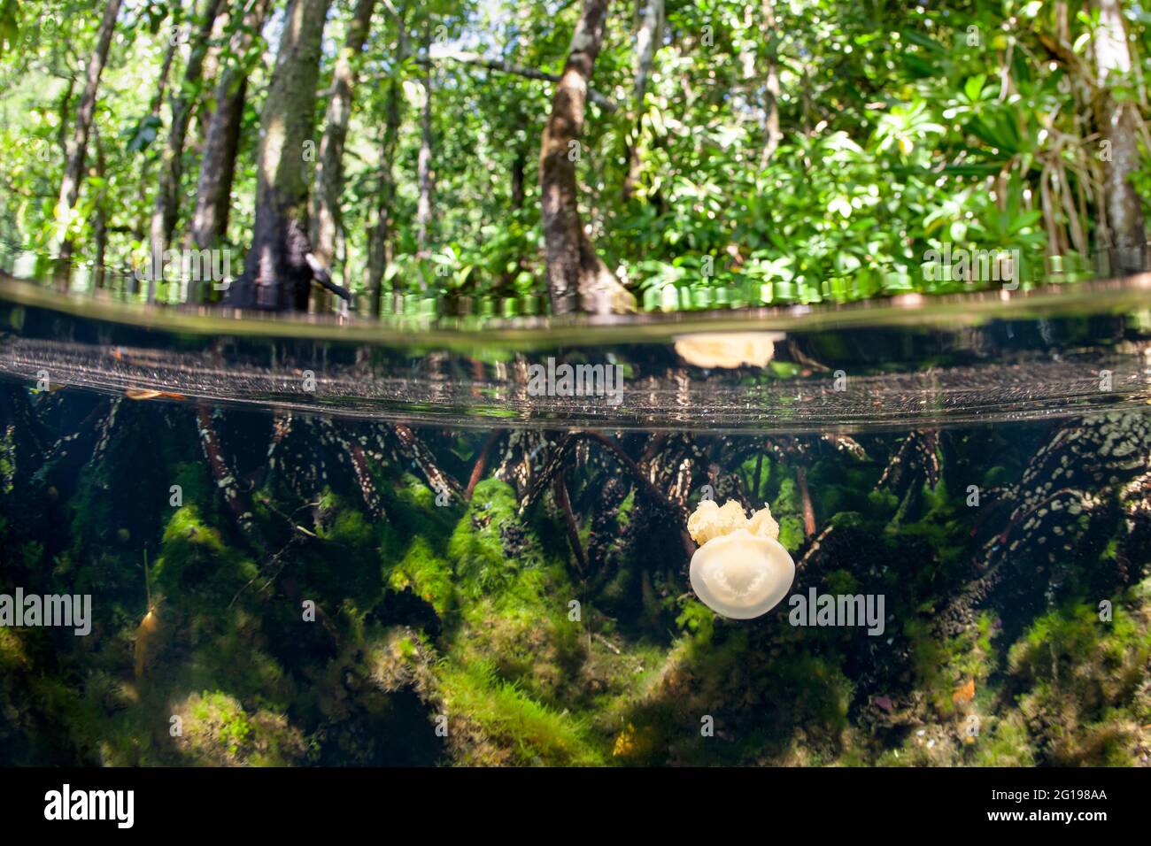 Méduses dans la zone de mangrove, Mastigias papouasie-etpitonii, lac méduses, Micronésie, Palaos Banque D'Images