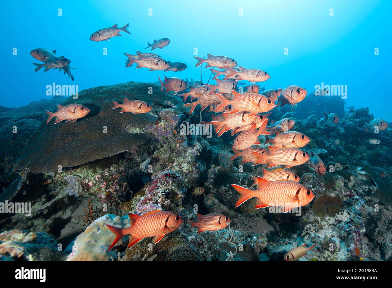 Shoal de Soldierfish, Myripristis murdjan, Manche allemande, Micronésie, Palaos Banque D'Images