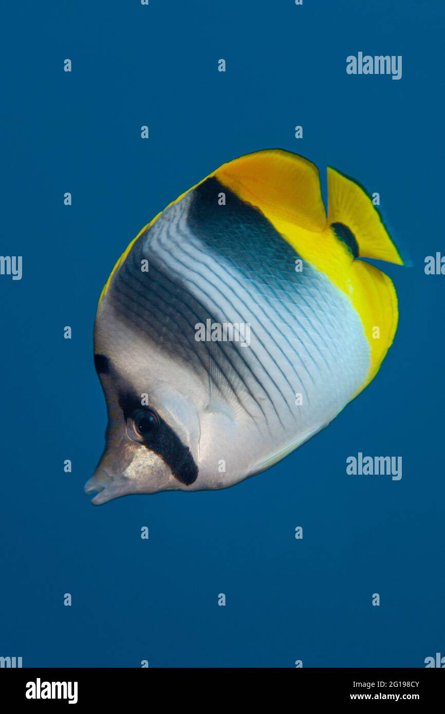 Butterflyfish à double selle, Chaetodon ulietensis, Turtle Cove, Micronésie, Palau Banque D'Images