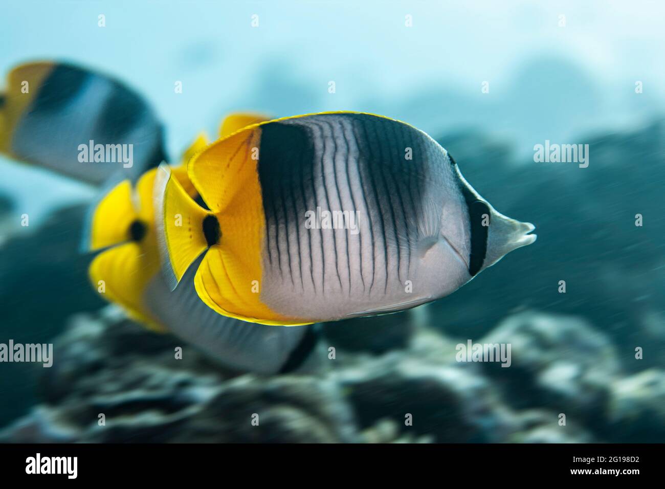 Butterflyfish à double selle, Chaetodon ulietensis, Turtle Cove, Micronésie, Palau Banque D'Images
