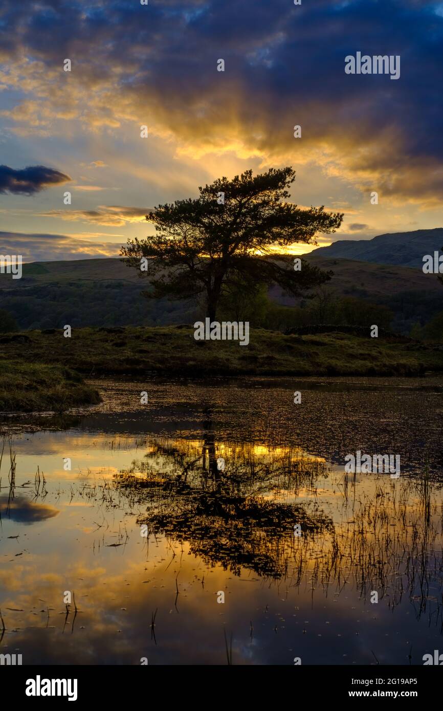 Un arbre solitaire au coucher du soleil à Kelly Hall Tarn, Lake District Banque D'Images