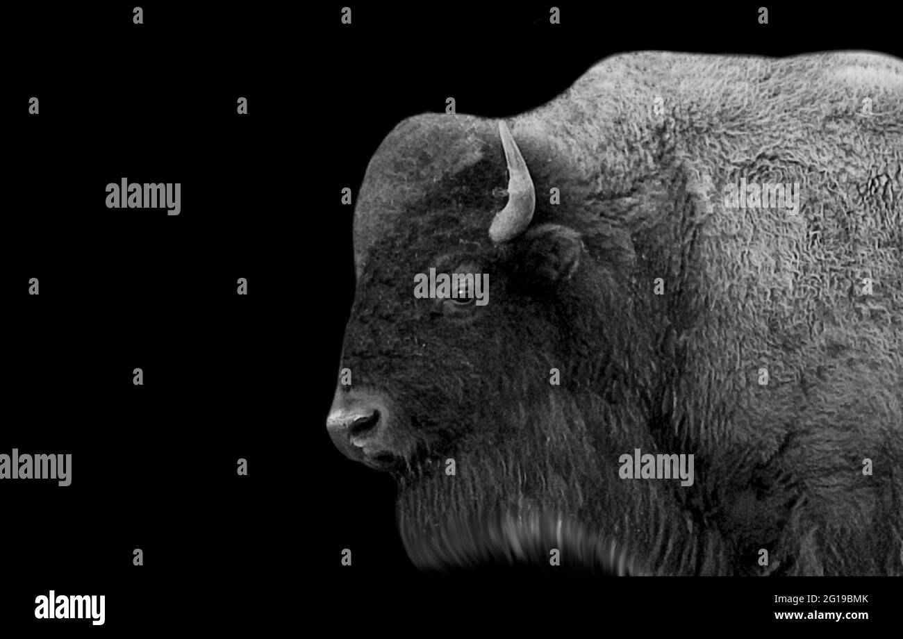 Gros plan sur le bison des plaines noir et blanc Banque D'Images