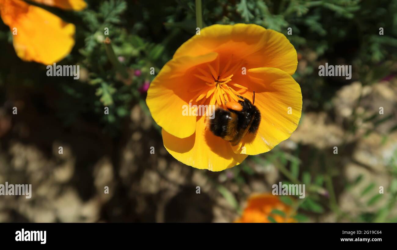 Abeille prenant le pollen d'un pavot de Californie. Banque D'Images
