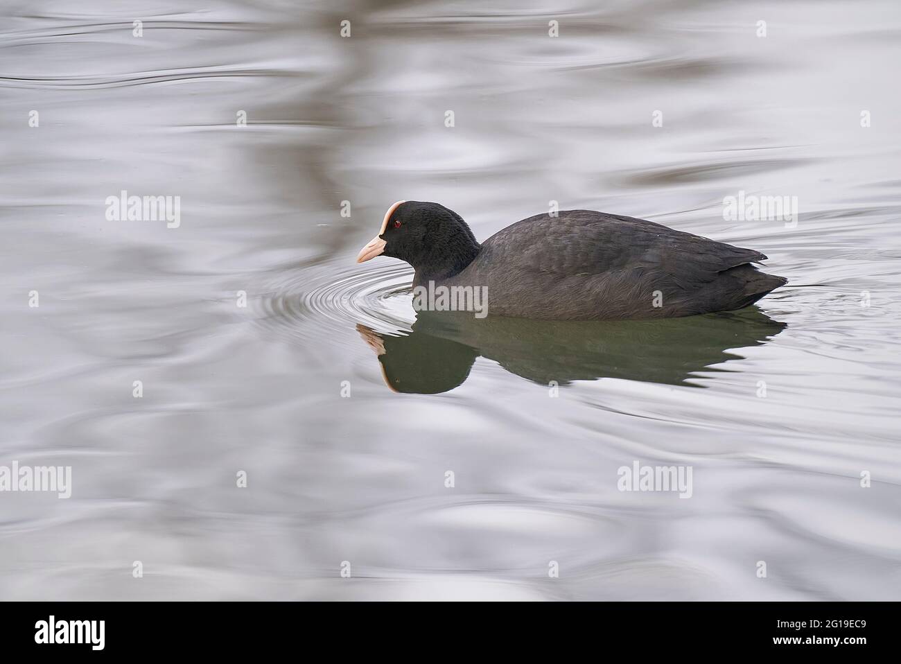 Black Crat, Fulica atra Banque D'Images