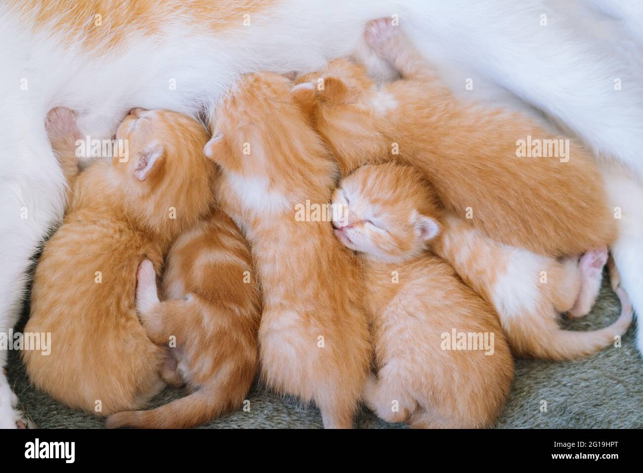 Nouveau Ne Bebe Chat Rouge Boire Le Lait De Leur Mere Chat Nourrissant Un Petit Chaton Au Gingembre Mignon Animal Domestique Dormez Et Passez Une Agreable Nuit Les Animaux De Compagnie Confortables Dorment Nouveau Ne Bebe Chat Rouge Boire Le Lait De Leur Mere Chat Nourrissant Un Petit Chaton Au Gingembre Mignon Animal Domestique Dormez Et Passez Une Agreable Nuit Les Animaux De Compagnie Confortables Dorment