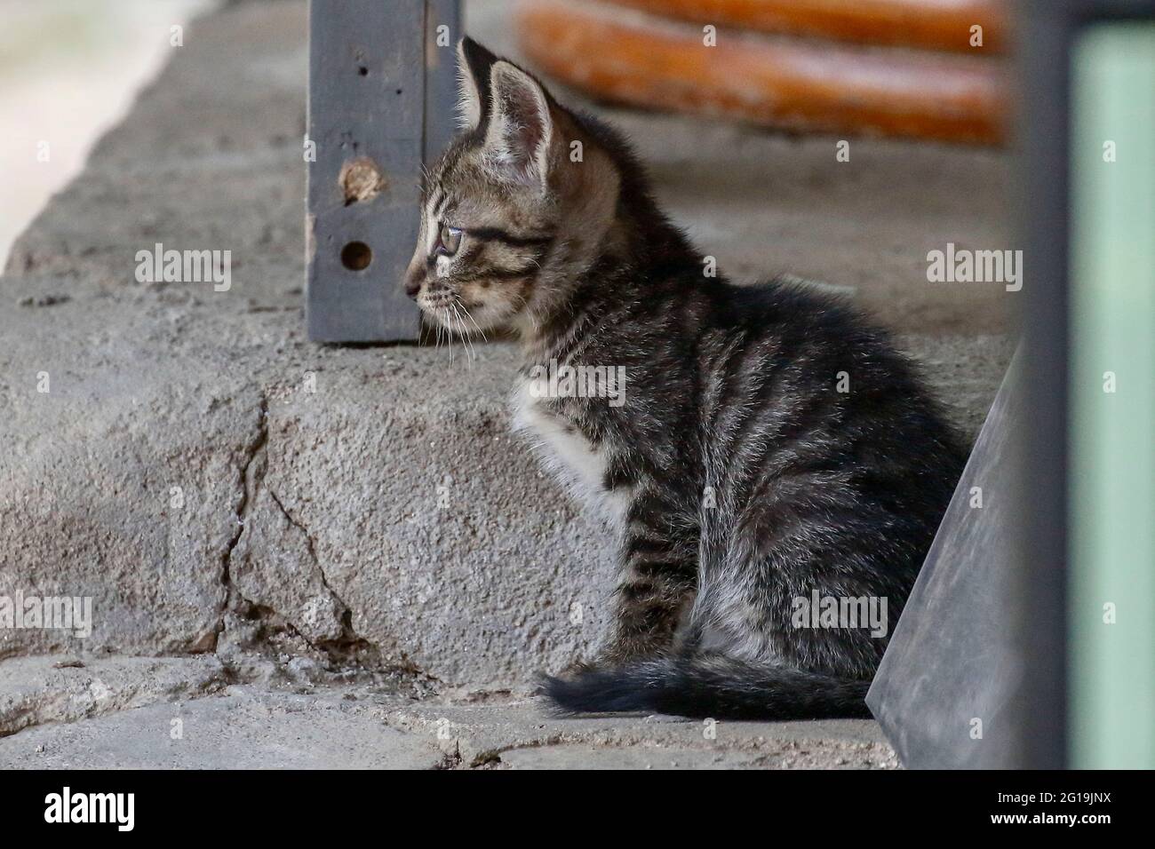Sangju Gyeongsangbukdo Coree Du Sud 6 Juin 21 Un Chat Errant Se Trouve A La Ferme De Village De Sangju En Coree Du Sud Environ 30 Des Chats Isoles Proteges Par