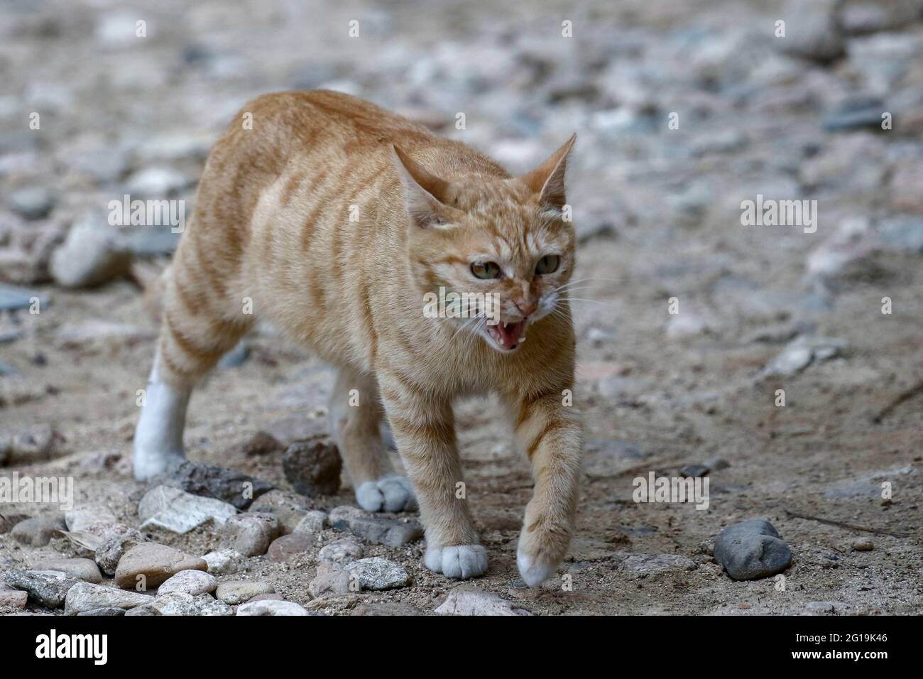 Sangju Gyeongsangbukdo Coree Du Sud 6 Juin 21 6 Juin 21 Sangju Coree Du Sud A Les Chats Errants Reposent Dans La Ferme De Village De Sangju Coree Du Sud Environ 30 Pour Cent