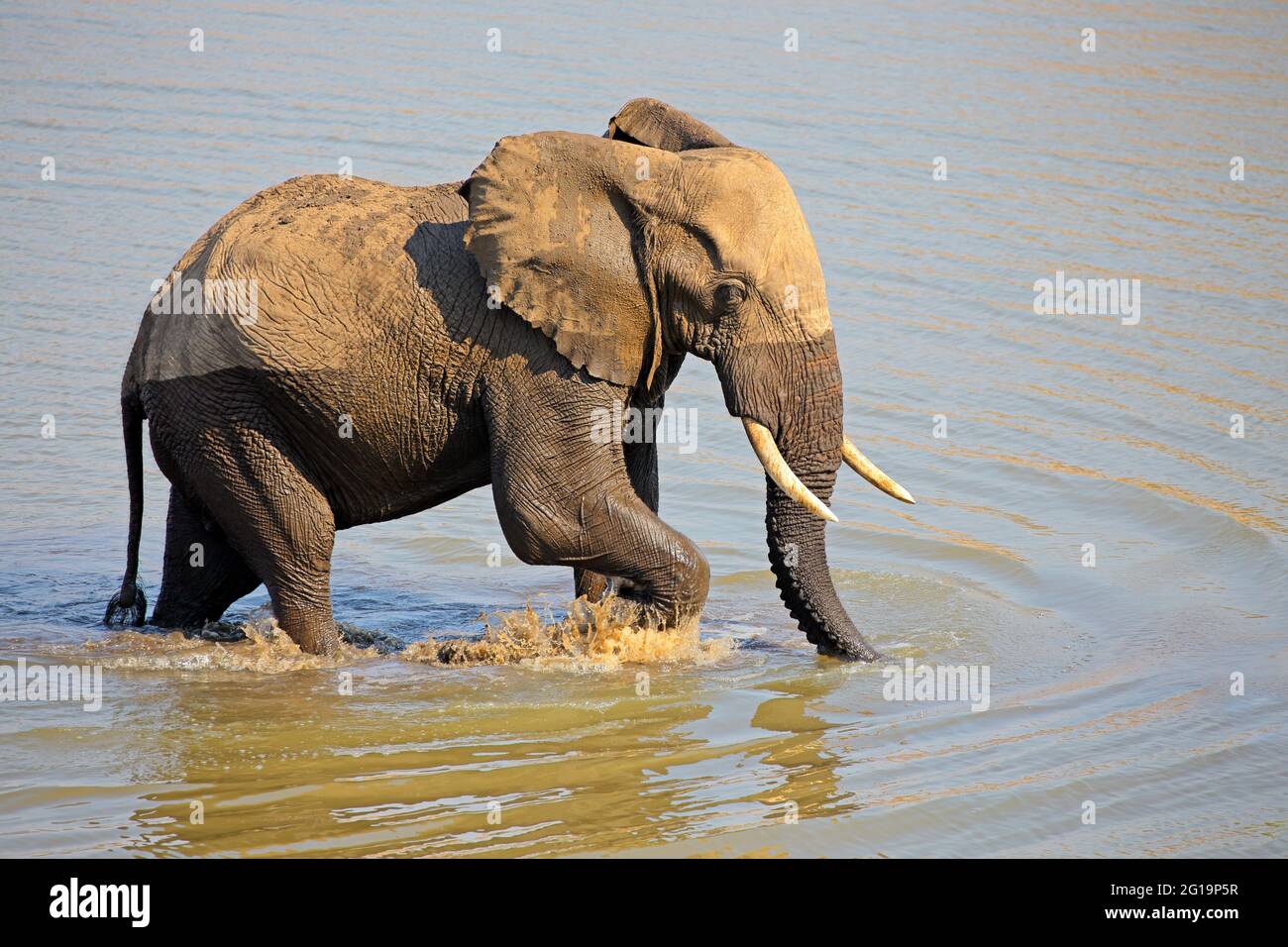 Grand éléphant mâle d'Afrique (Loxodonta africana) marcher dans une rivière, Kruger National Park, Afrique du Sud Banque D'Images