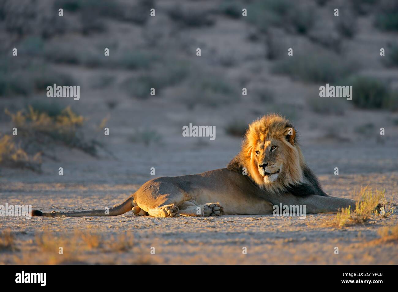 Grand mâle African lion (Panthera leo) reposant dans early morning light, désert du Kalahari, Afrique du Sud Banque D'Images