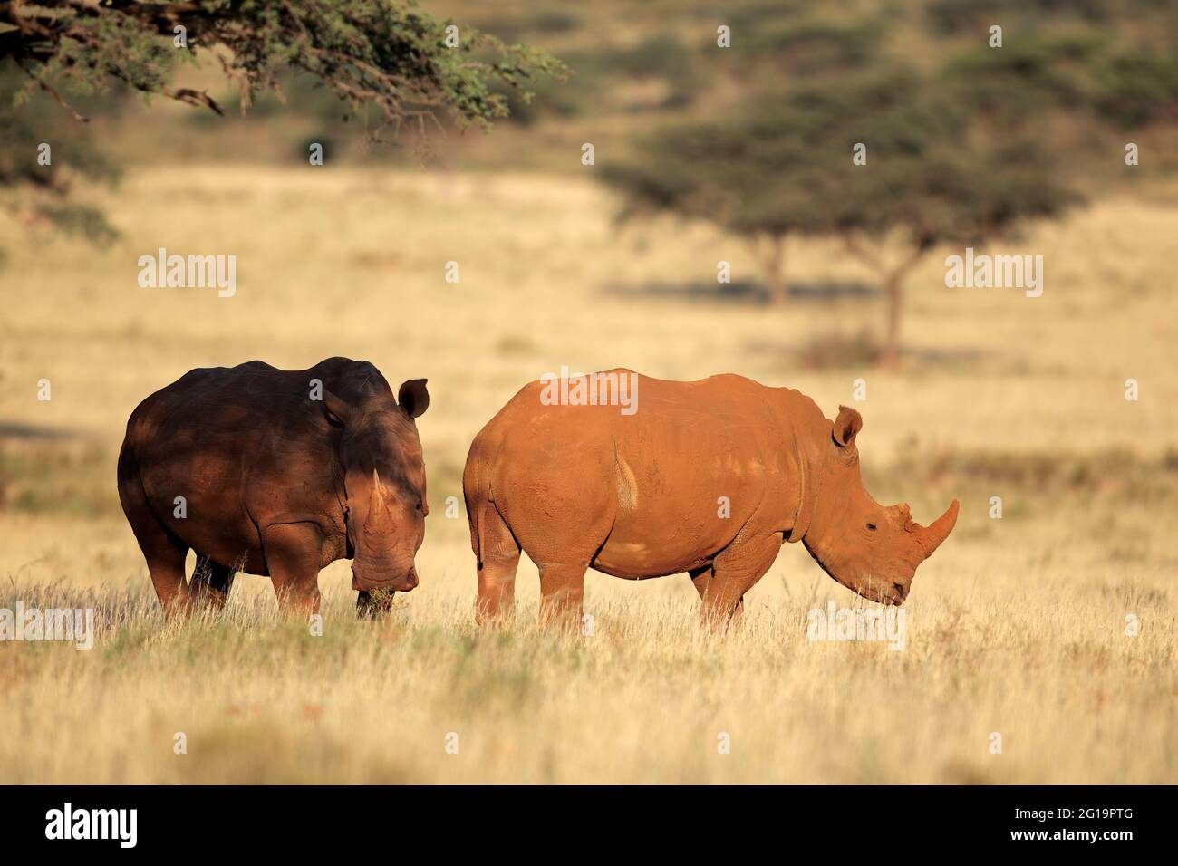 Une paire de rhinocéros blancs (Ceratotherium simum) dans les prairies, en Afrique du Sud Banque D'Images