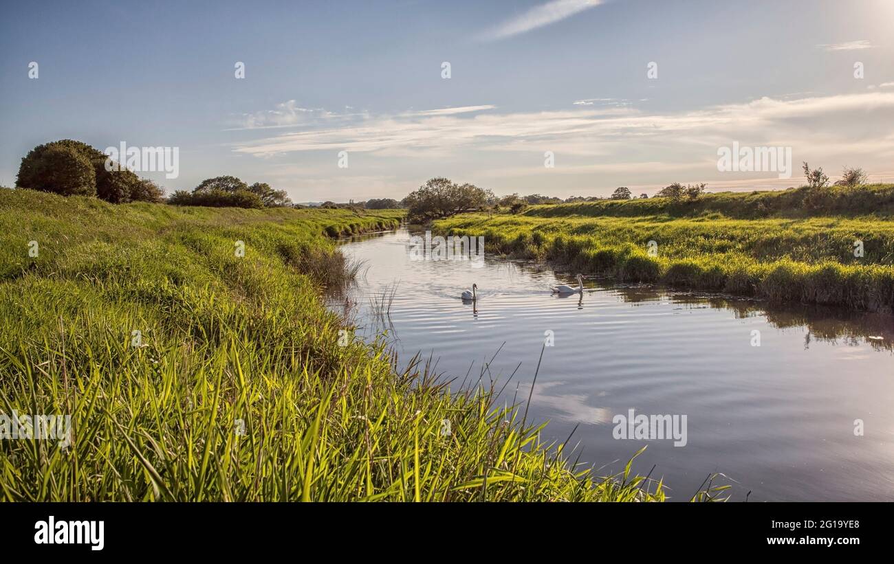Le long des rives de la rivière Adur, West Sussex Banque D'Images