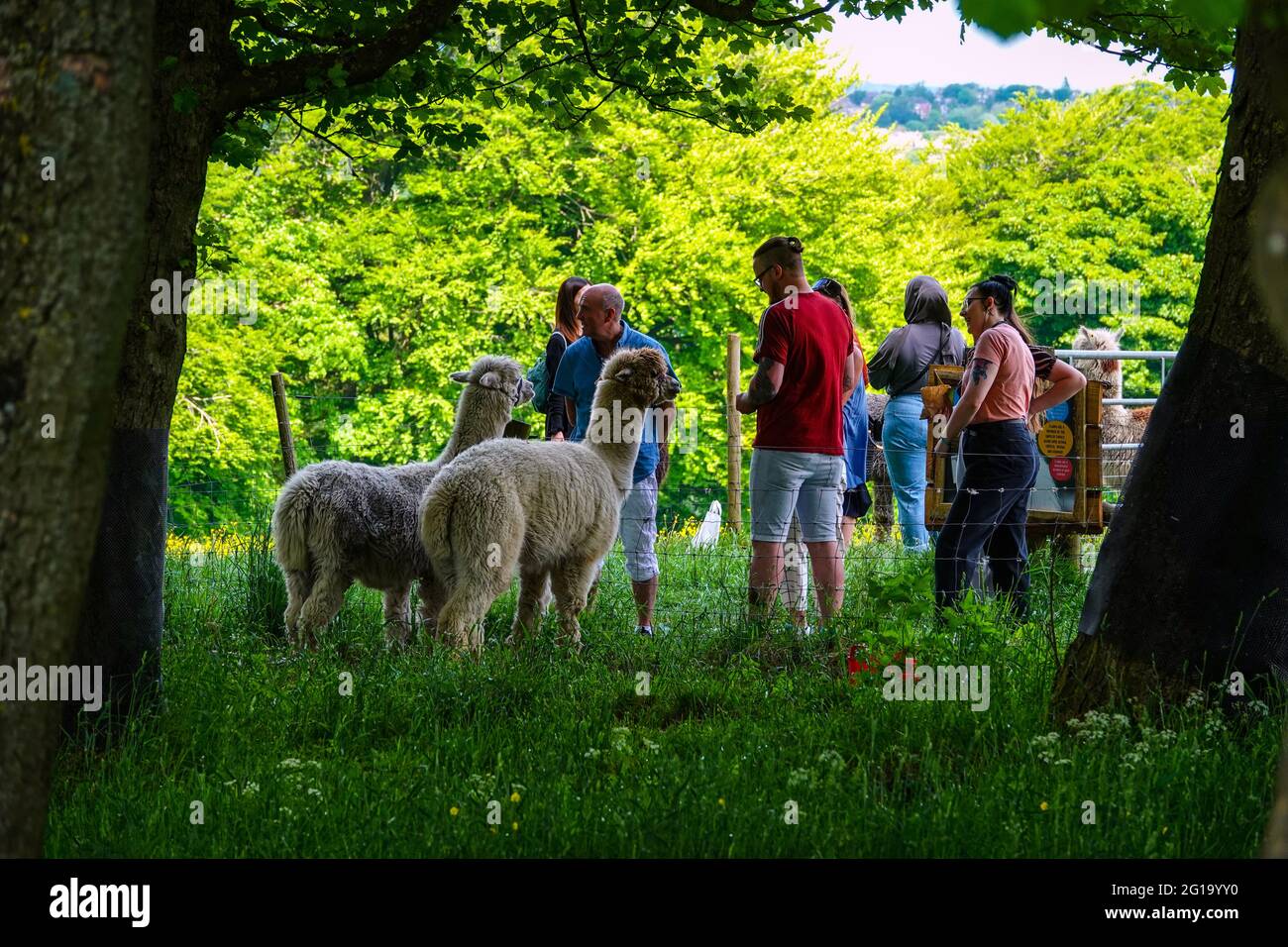 L'été à la ferme Alpaca à Sheffield, dans le Yorkshire du Sud, au nord de l'Angleterre, au Royaume-Uni Banque D'Images