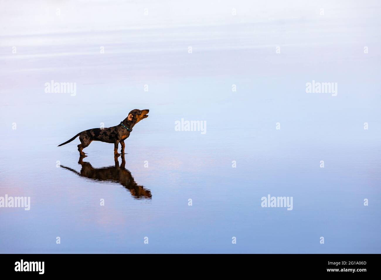 Photo des pulls-nains de dachshund comme promenade de chien de blaireau sur la plage de mer. Chien drôle géré au bord de la piscine. Des actions, des jeux d'entraînement avec des animaux de compagnie de famille et un chien populaire Banque D'Images