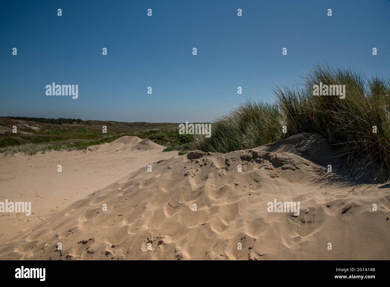 Den Helder, pays-Bas, 30 mai 2021. Dunes près du bord de mer de Den Helder, aux pays-Bas. . Photo de haute qualité Banque D'Images