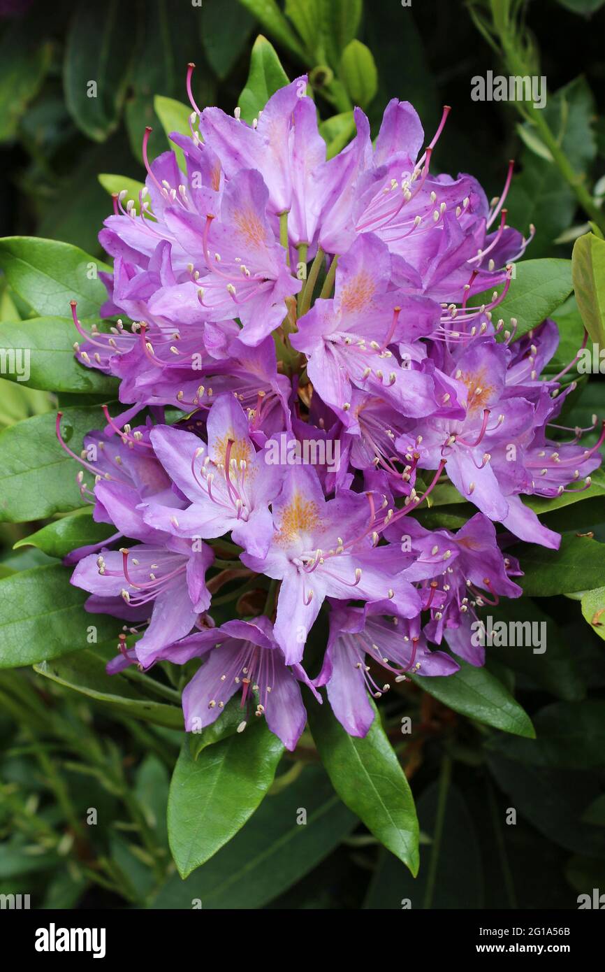 Fleurs de Rhododendron pourpres Banque D'Images