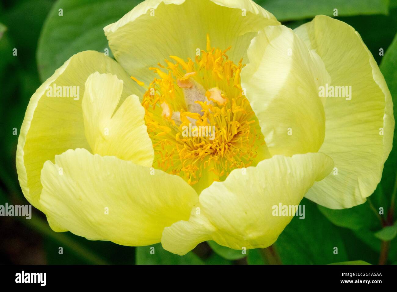 Fleur de mokosewitschii de pivoine, fleur jaune citron en forme de bol avec étamines jaunes profondes Banque D'Images Fleur de mokosewitschii de pivoine, fleur jaune citron en forme de bol avec étamines jaunes profondes Banque D'Images