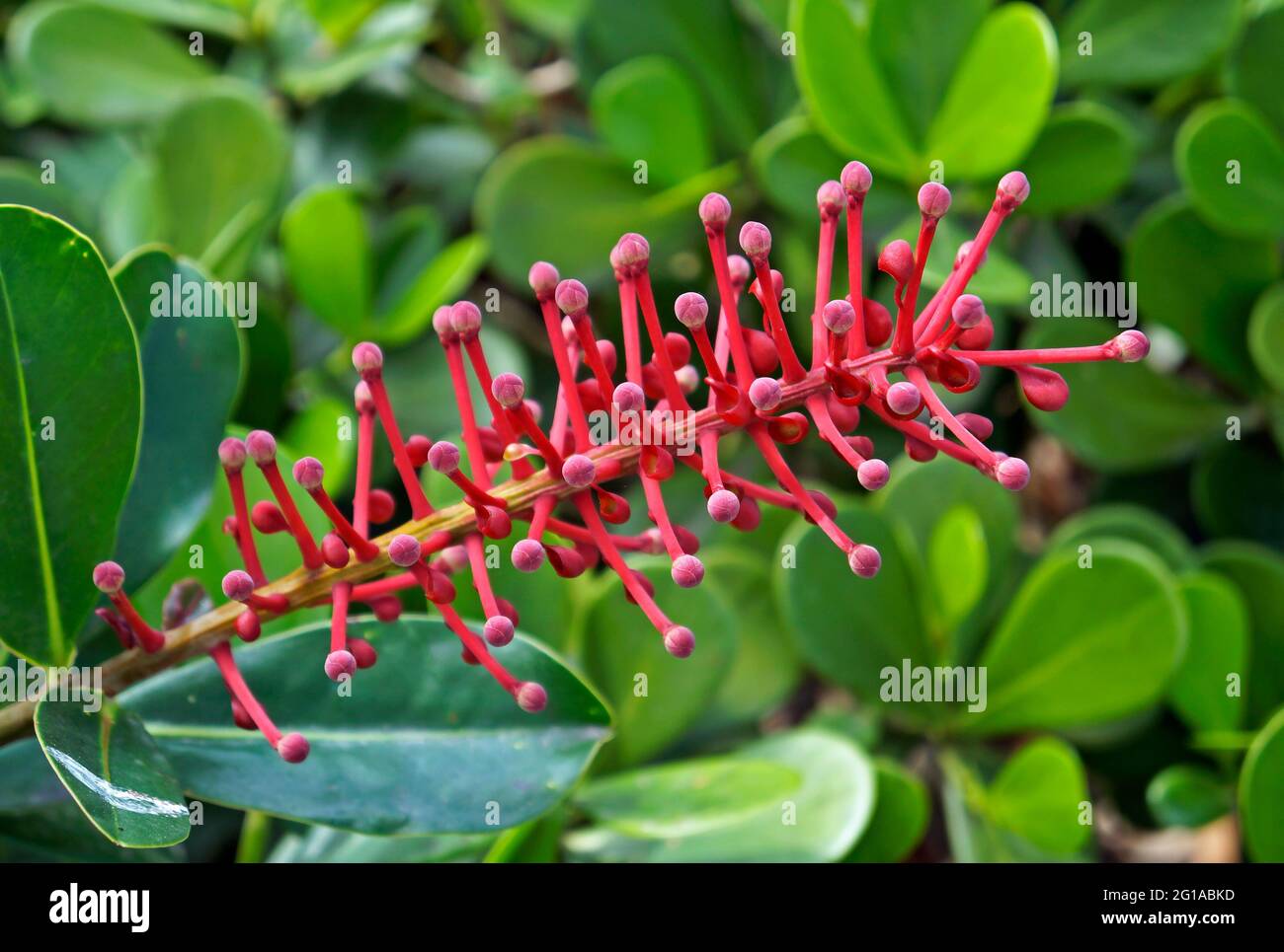 Plante à fleurs exotiques (Norantea brasiliensis) Banque D'Images Plante à fleurs exotiques (Norantea brasiliensis) Banque D'Images