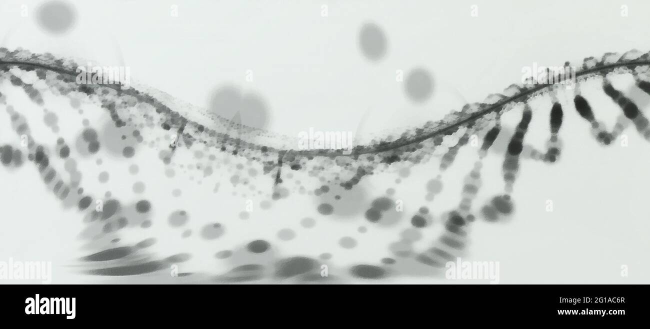 Spirale noire abstraite. Grande vue panoramique. Arrière-plan blanc Banque D'Images