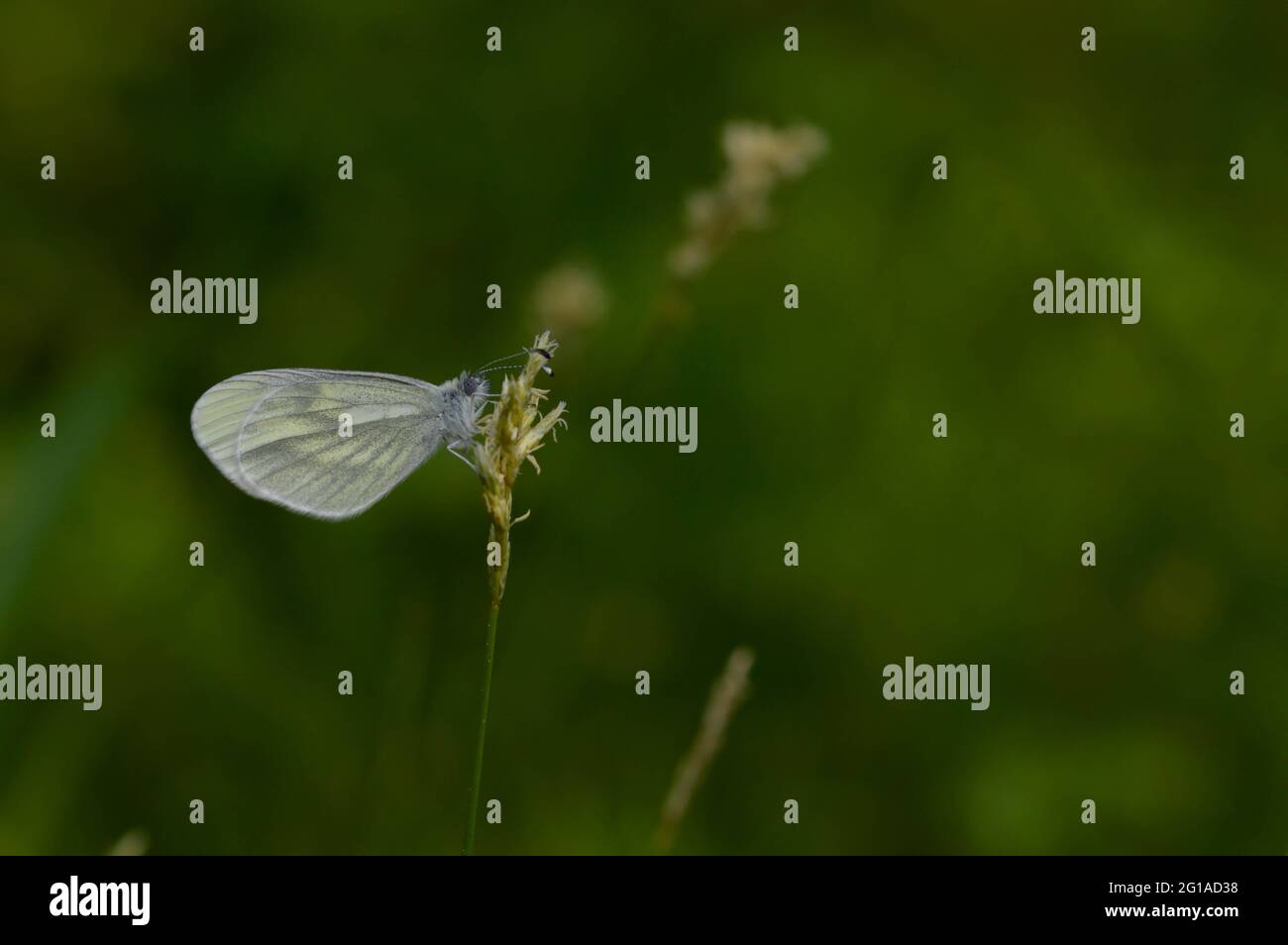 Beau papillon blanc sur fleur. Le papillon blanc en bois, Leptidea sinapis Banque D'Images