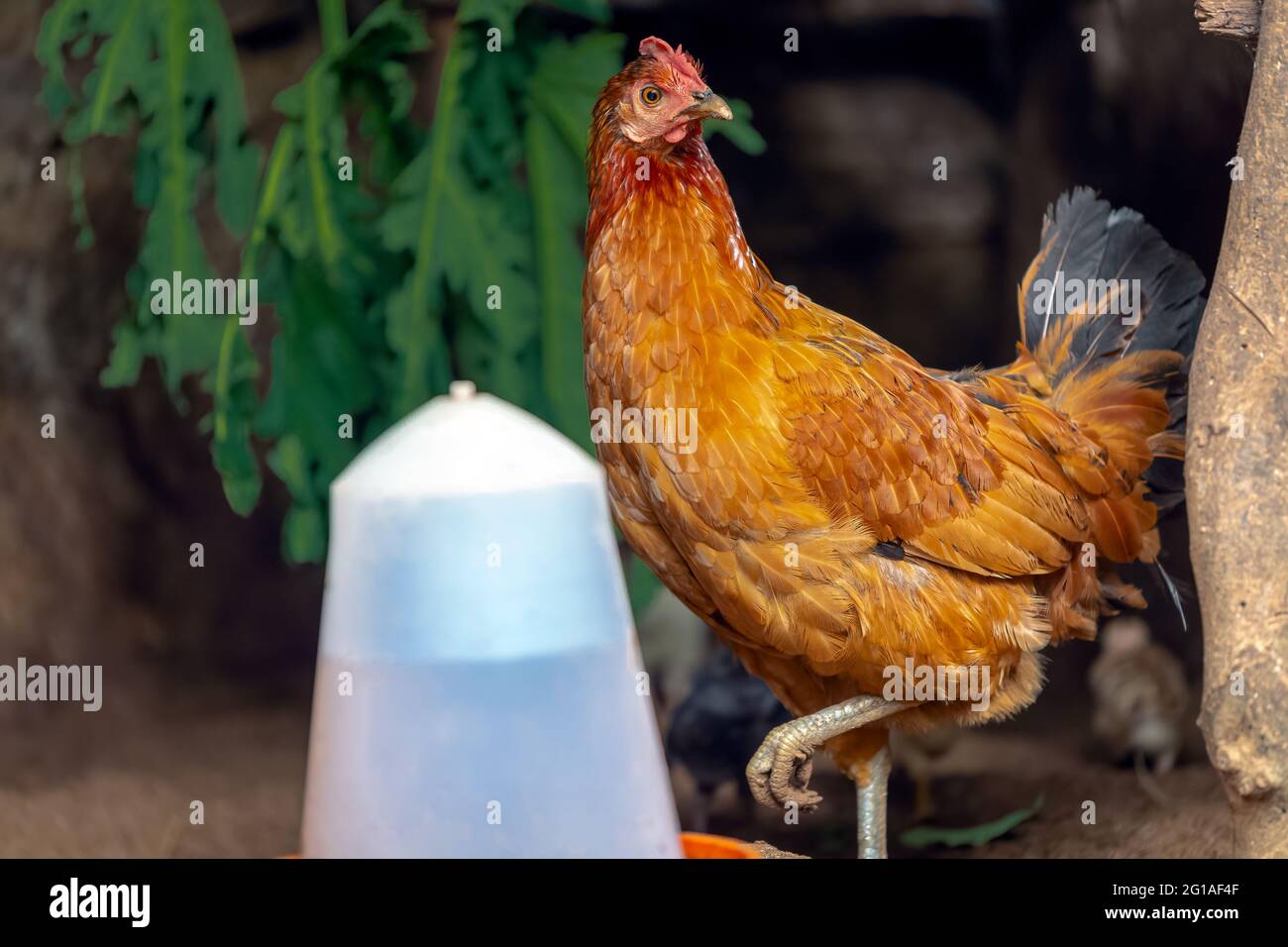 Mère poule avec bébé poussins se nourrissant dans la cour rurale. Banque D'Images